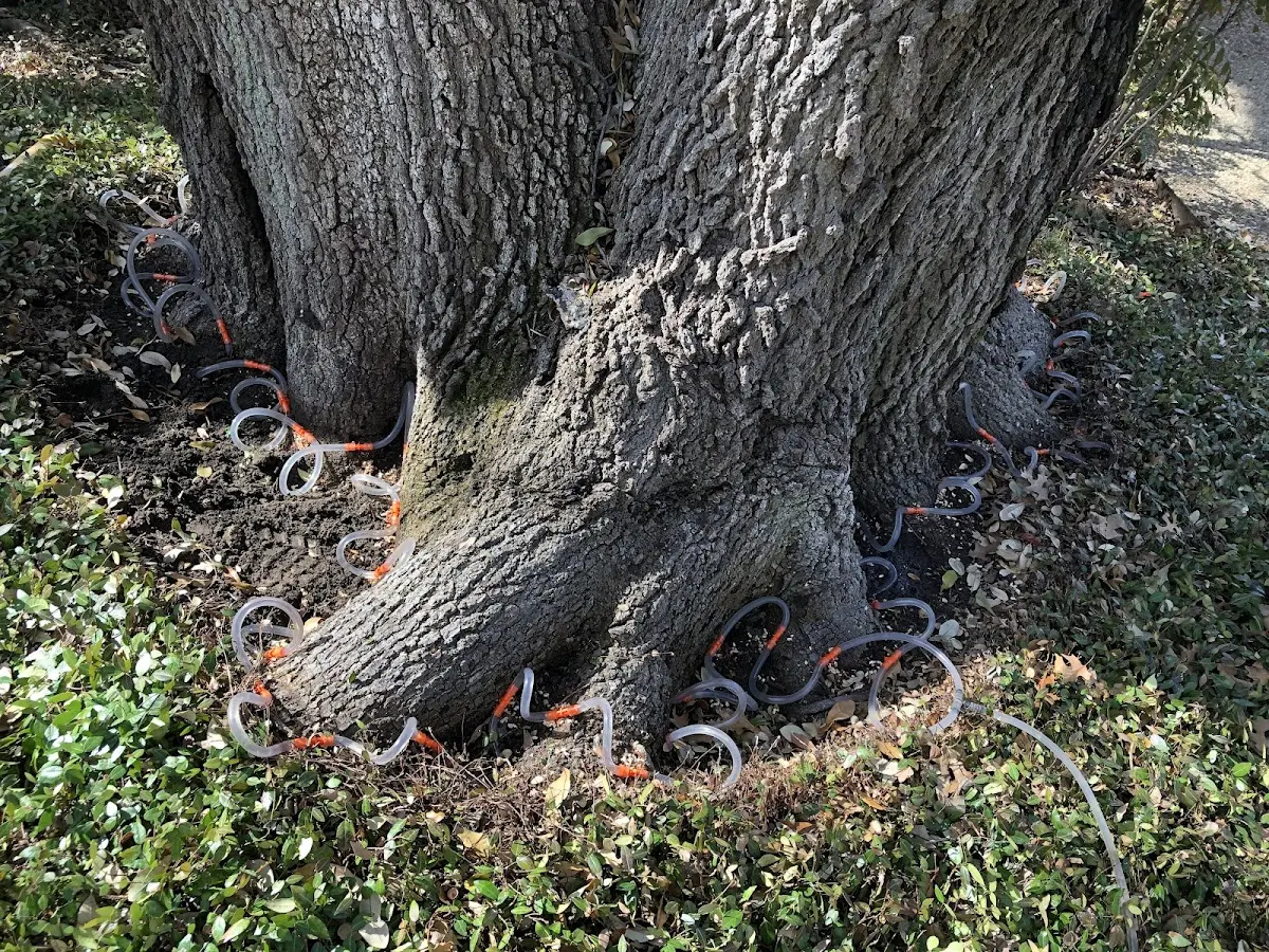 Detailed Shrub and Hedge Trimming job site in Mabank
