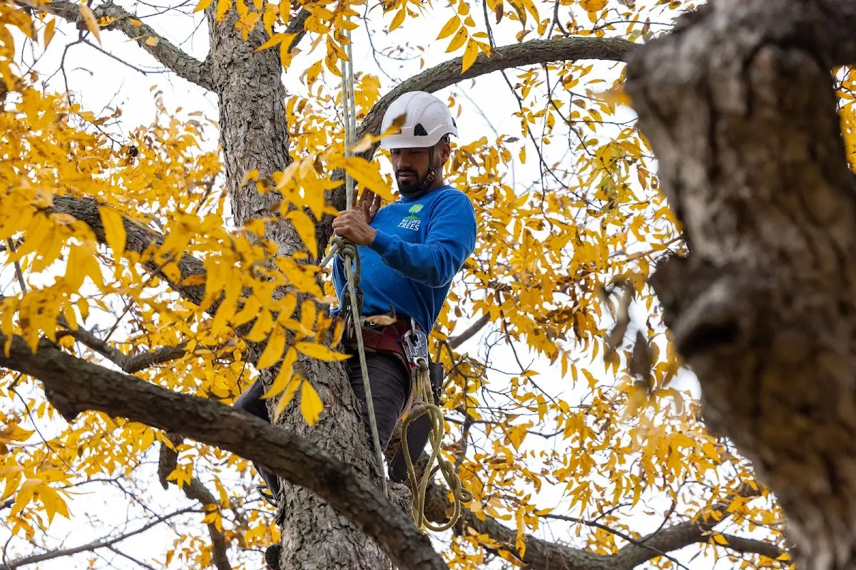 Skilled Tree Planing crew working in Mabank